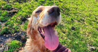 jeanne pet sitter à ST PAUL LES DAX 40990_5