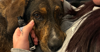 mathilde pet sitter à FRONTON 31620_3