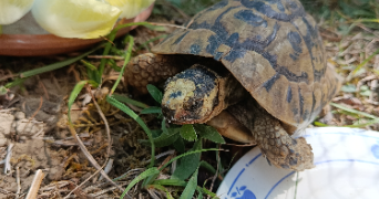 pauline pet sitter à L ISLE JOURDAIN 32600_4
