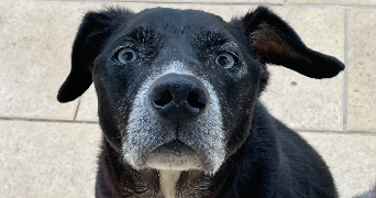 valérie pet sitter à SAIVRES 79400_5