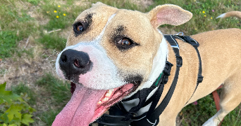 nellyna pet sitter à SERQUIGNY 27470_7