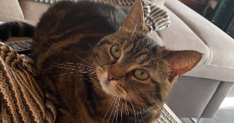 camille pet sitter à Thonon les bains  74200_3