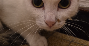 aurélie pet sitter à SOISSONS 02200_10