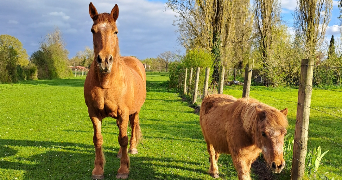 justine pet sitter à Bourges 18000_3