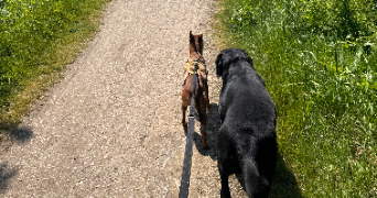 emeraude pet sitter à LA ROCHELLE 17000_13