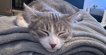 cindy pet sitter à MARIGNANE 13700_1