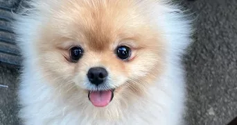 daniella pet sitter à LIMAY 78520