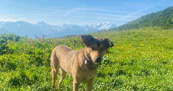 camille pet sitter à Thonon les bains  74200_5