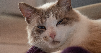 nicolas pet sitter à Clermont-Ferrand 63000_4