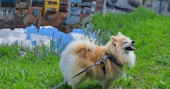 chloé pet sitter à ARGENTON SUR CREUSE 36200_5