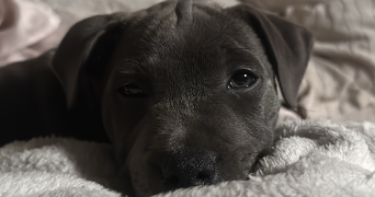 priscilia pet sitter à LAXOU 54520_0