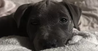 priscilia pet sitter à LAXOU 54520