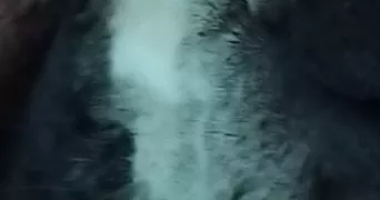 aurelie pet sitter à SEVREMOINE 49450