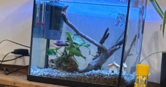 estelle pet sitter à CHAMBLY 60230_3