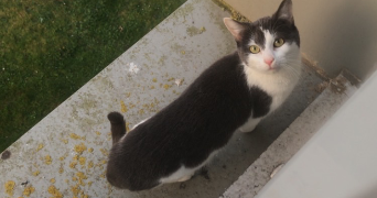 raphaël pet sitter à AMIENS 80000_3