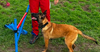 enzo pet sitter à ST JEAN DE BOURNAY 38440_5