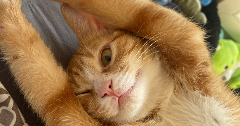 maeva pet sitter à BORDEAUX 33800_3