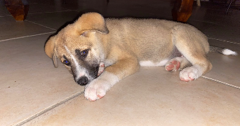 evan pet sitter à MARSEILLE 05 13005_2