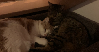 magali pet sitter à POISSY 78300_2