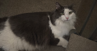 nada pet sitter à NANTES 44000_3