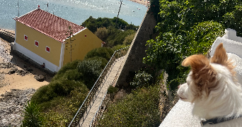 emanuel pet sitter à ST ETIENNE 42000_1