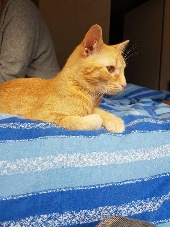 nina pet sitter à Bordeaux 33100_1