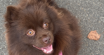 romain  pet sitter à NEUILLY PLAISANCE 93360_1