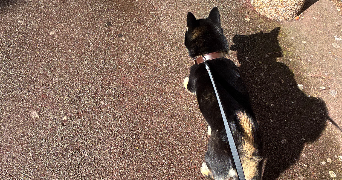 katarina pet sitter à WASQUEHAL 59290_2