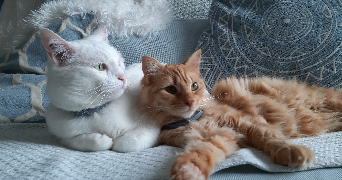 tiphaine pet sitter à SCHEIBENHARD 67630_8