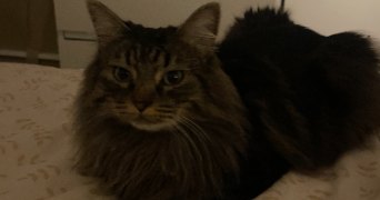 léa pet sitter à PALAISEAU 91120_3