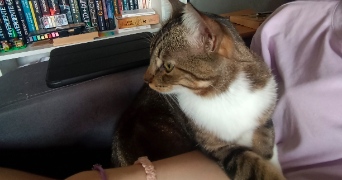 flora pet sitter à ST MARTIN D HERES 38400_2