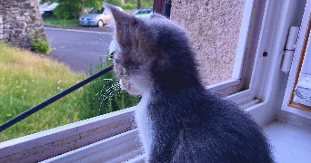 luuna pet sitter à ST ANDRE DE CHALENCON 43130_15