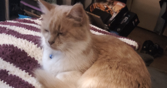 océane pet sitter à VANDOEUVRE LES NANCY 54500_2