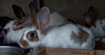 maëlys pet sitter à NANTES 44000_4