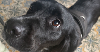 margot pet sitter à BEAUVAIS 60000_7