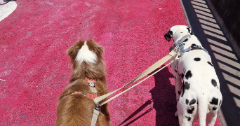alice pet sitter à TOULOUSE 31300_3