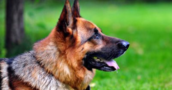 francois pet sitter à SEVRES 92310_0