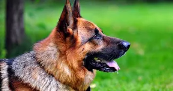 francois pet sitter à SEVRES 92310