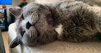 marine pet sitter à SCIONZIER 74950_4