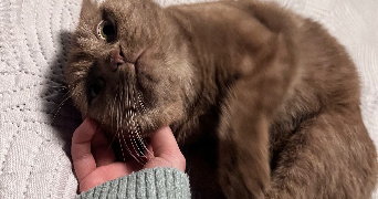 ophélie pet sitter à METZ 57000_1