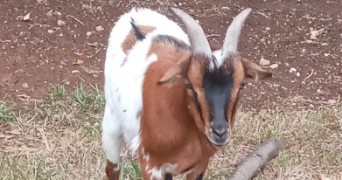 catherine pet sitter à NEUVILLETTE EN CHARNIE 72140_1