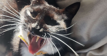 Zacharie pet sitter à Vigneux-sur-Seine 91270_2