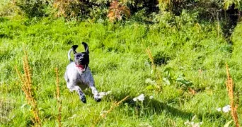 noel dog sitter à ROZOY LE VIEIL 45210