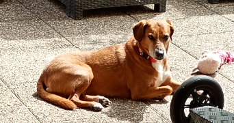 ewa-marion pet sitter à ECKBOLSHEIM 67201_7