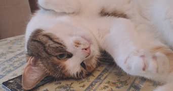 serena pet sitter à ROUGIERS 83170_1
