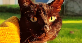 klarisse pet sitter à LORIENT 56100_8