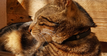 alexia pet sitter à CARPENTRAS 84200_4