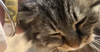 carla pet sitter à NICE 06000_5