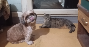 sandrine pet sitter à BESANCON 25000_4