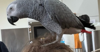 maëlyne pet sitter à ST PIERRE LA PALUD 69210_1